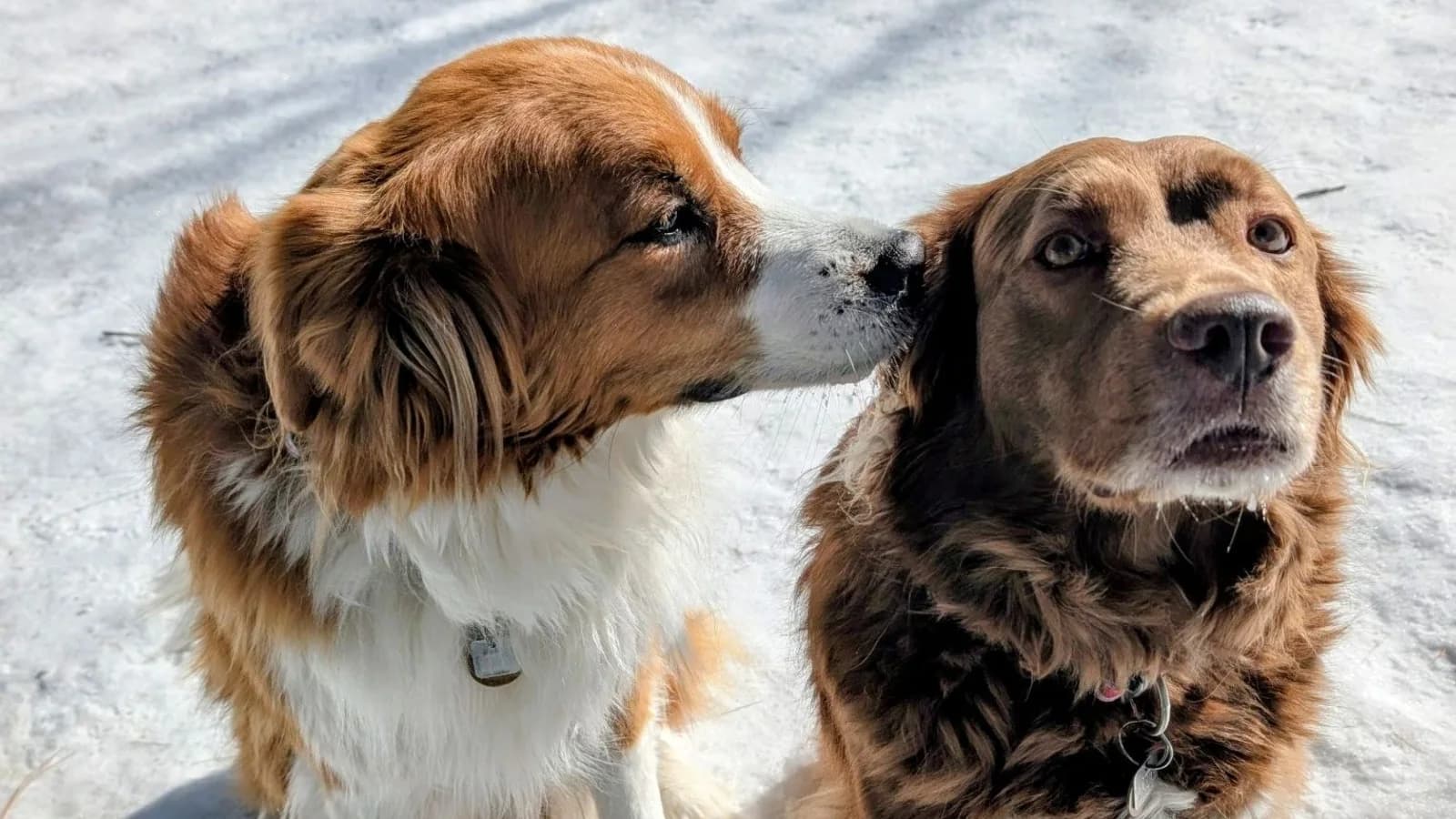 Roxy and Mittens, both eight-plus, nuzzling each other in the snow