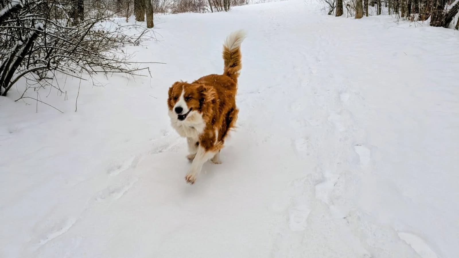 Roxy sprinting down a snowy trail toward the camera, full speed and ears back