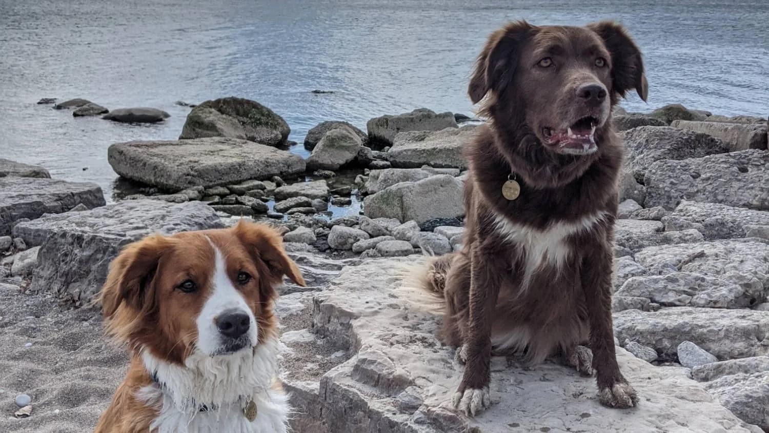 Mittens sitting on a rock above Roxy at a rocky lakeshore